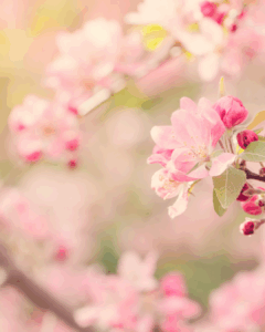 A blossom branch, zoomed in