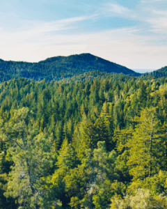 A scenic shot of a forest