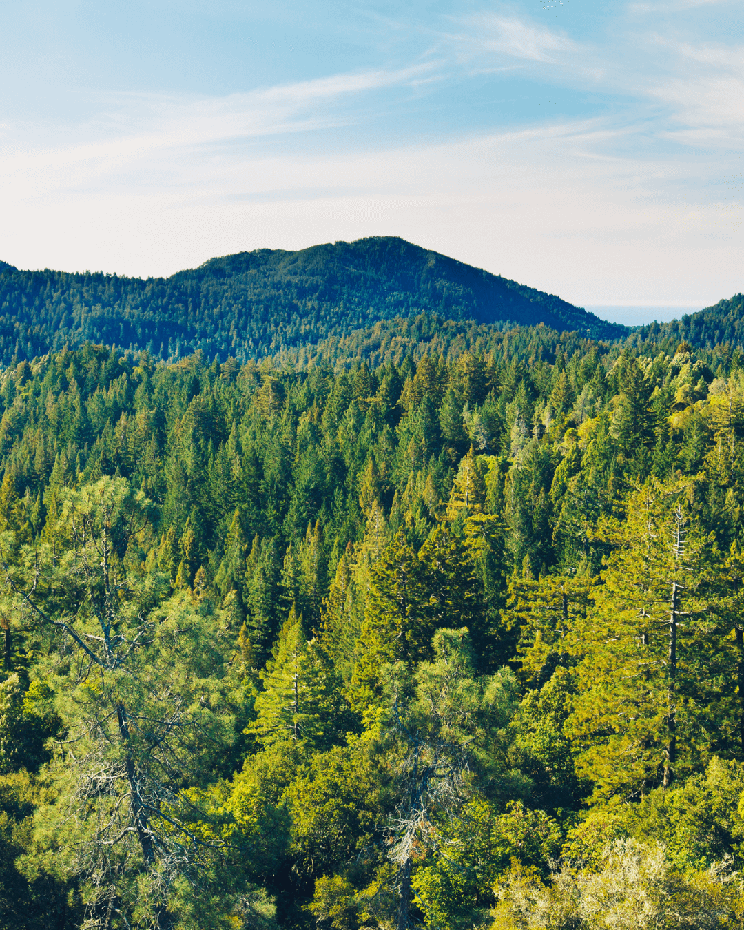 A scenic shot of a forest